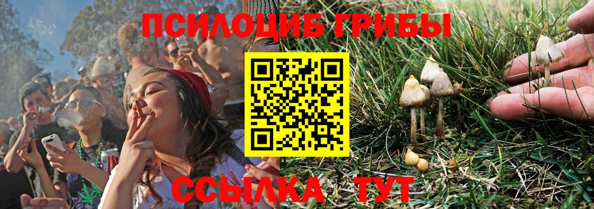 Галлюциногенные грибы Psilocybe Владикавказ